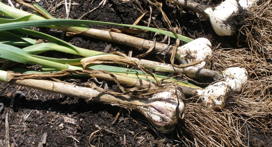 How and When to Harvest Garlic