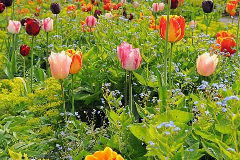 Cheap Flower Bed Ideas - Tulips with Annuals and Perennials