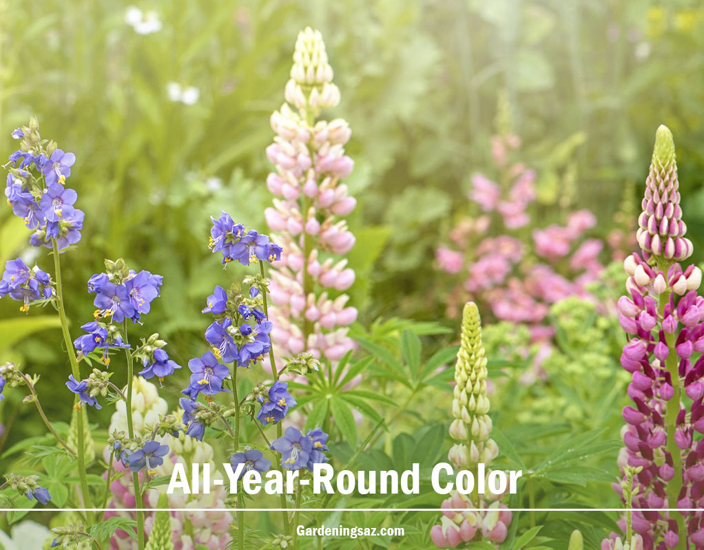 All-Year-Round Color