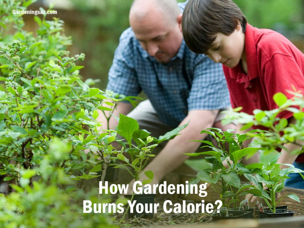 How Gardening Burns Your Calorie?