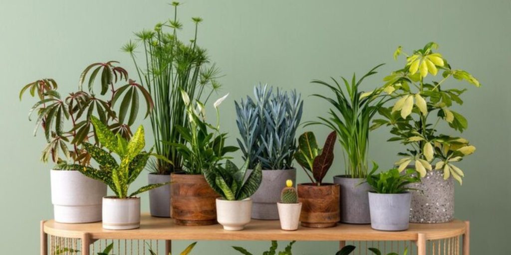 Living Room Indoor Plants Decoration Ideas