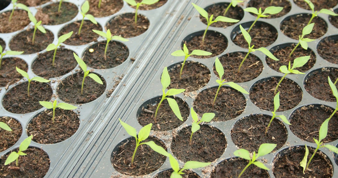 How to Choose the Best Tomato Seeds to Grow