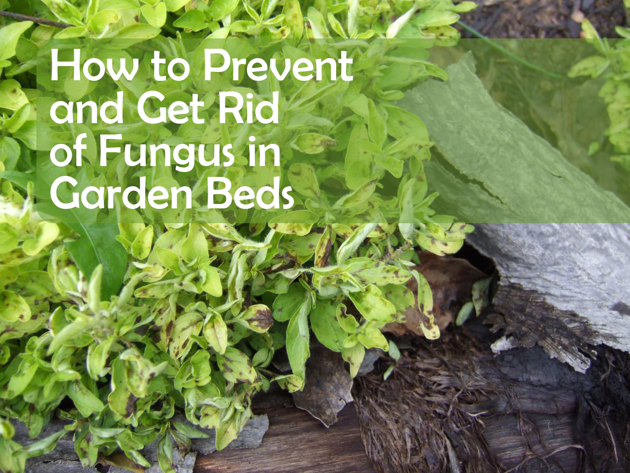 How to Prevent and Get Rid of Fungus in Garden Beds