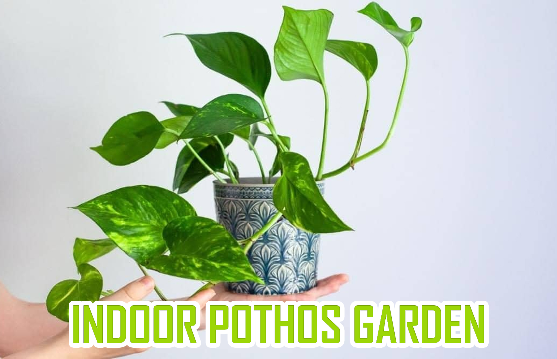 Indoor Pothos Garden