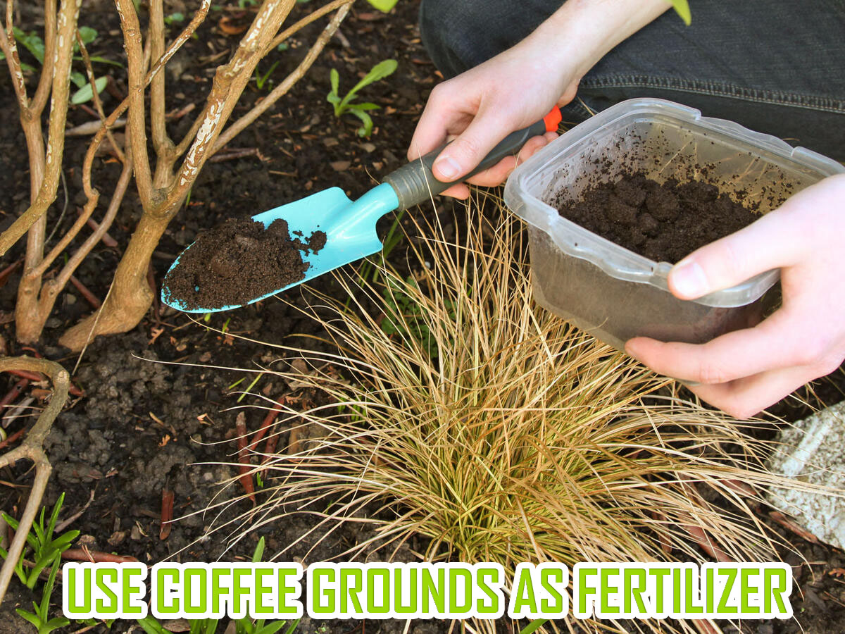 Use Coffee Grounds as Fertilizer gardeningsaz