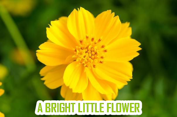 a bright little flower