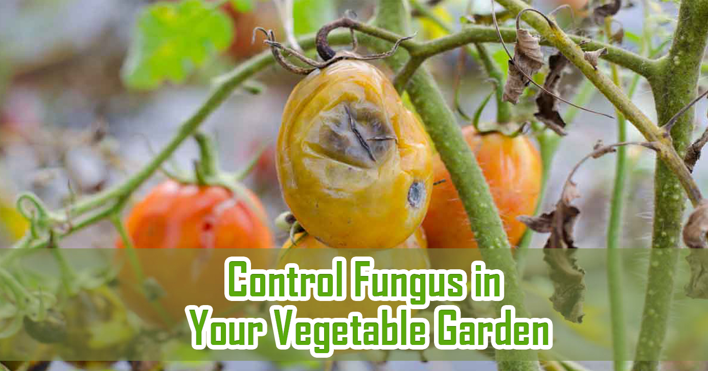 Control Fungus in Your Vegetable Garden