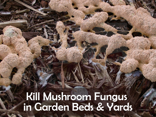 Kill Mushroom Fungus in Garden Beds & Yards