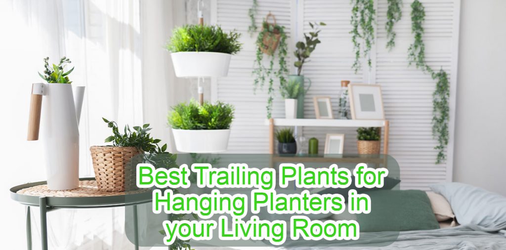 The Best Trailing Plants For Hanging Planters In Living Room