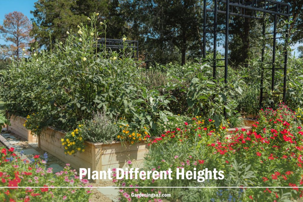 Plant Different Heights