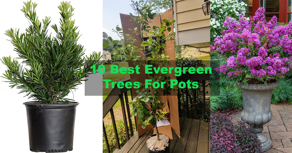 10 Best Evergreen Trees For Pots