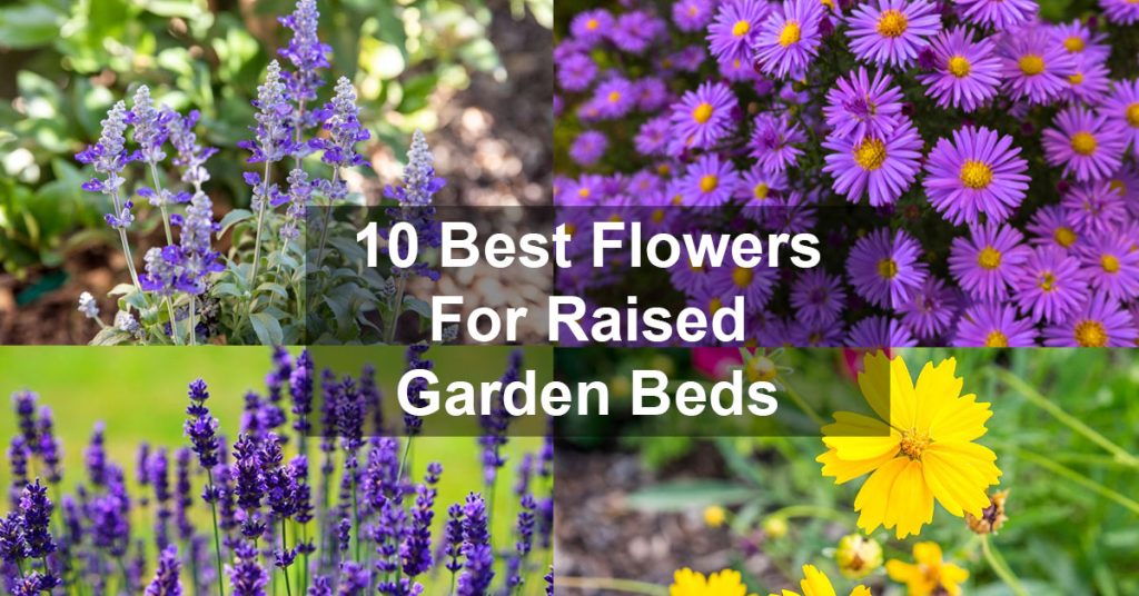 10 Best Flowers For Raised Garden Beds 5195