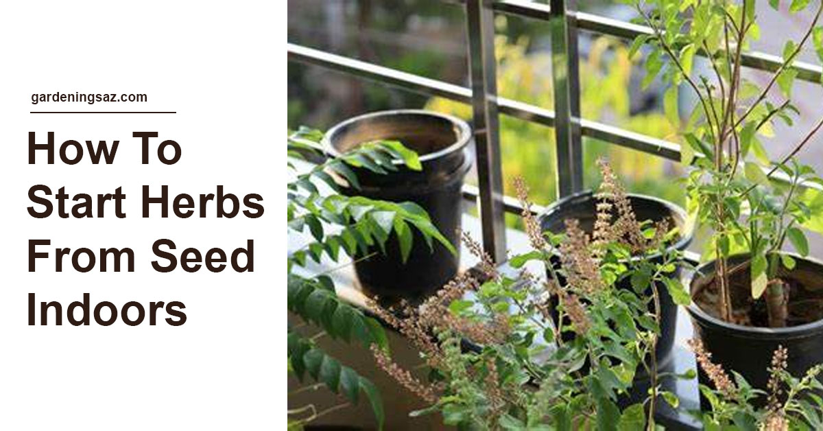 How To Start Herbs From Seed Indoors