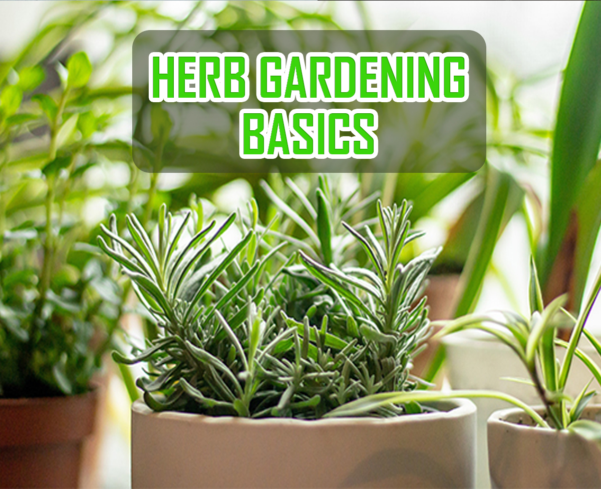 Herb Gardening Basics