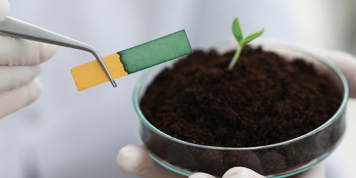 A StepbyStep Guide On How To Test Soil pH At Home